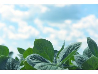 Farmland in Fulton & Marshall Counties, Indiana - LAND AUCTION - 541.3+/- ACRES IN 9 TRACTS IN FULTON & MARSHALL COUNTIES, INDIANA